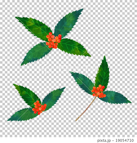 千両 千両 19054710