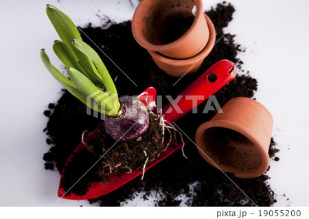 Gardening concept, work tools, plants 19055200
