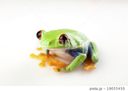 Crazy frog, funny bright tone concept 19055450