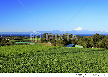 大根畑からの富士山 大根畑からの富士山 19057094
