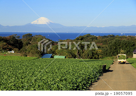 大根畑からの富士山 大根畑からの富士山 19057095