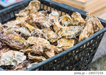 Oysters market in Cancale, France Oysters market in Cancale, France 19057256