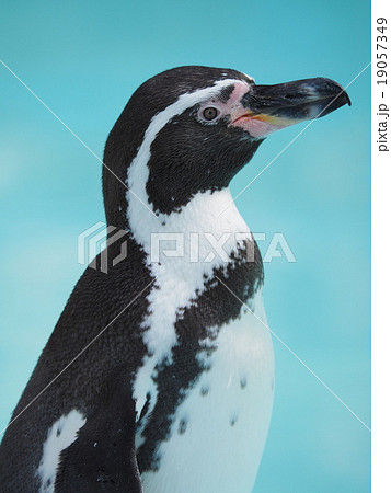 よこ顏　フンボルトペンギン 19057349