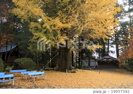 浅間神社の紅葉 19057392
