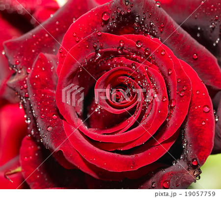 Drops of water on the rose Drops of water on the rose 19057759