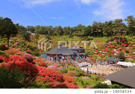 塩船観音寺つつじまつり 19058534