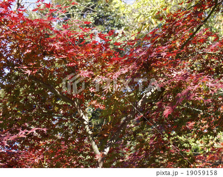 上野恩賜公園の紅葉 19059158