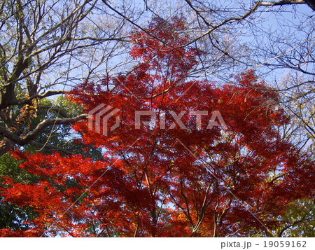 上野恩賜公園の紅葉 19059162