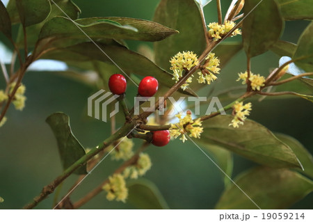 自然　植物　シロダモ、実は一年がかりで赤く熟します。なので、花と実が同時に楽しめます 19059214