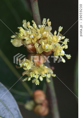 自然　植物　シロダモ、花は晩秋に咲きます。地味な花ですが花の少ない時期なので意外と目立ちます 19059230