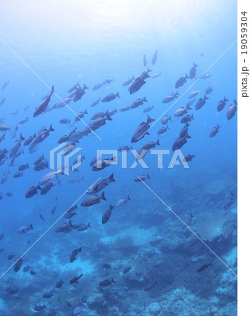 パラオのミナミイスズミの大群と射し込む太陽光 19059304