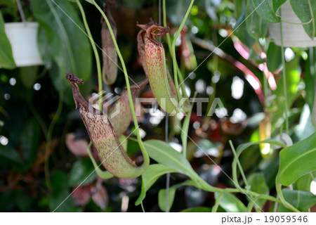 ウツボカズラ 19059546