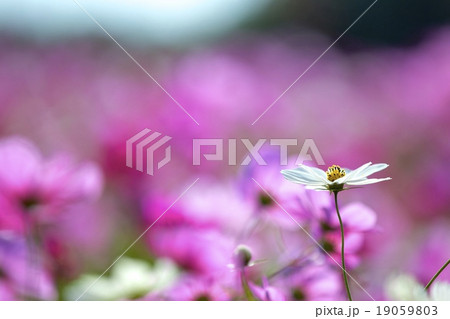 秋桜 19059803