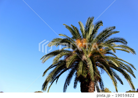 Canary palm Phoenix canariensis 19059822