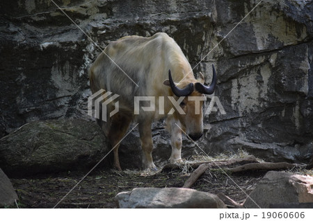 ズーラシア7 19060606