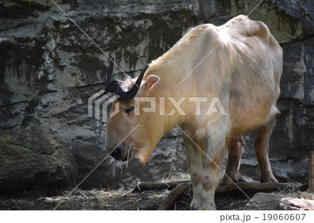 ズーラシア8 19060607