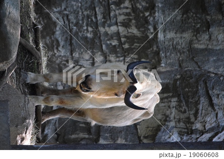 ズーラシア9 19060608