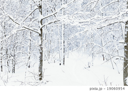 russian winter forest road in snow 19060954