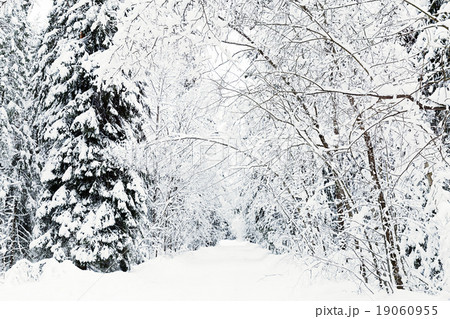 russian winter forest road in snow 19060955