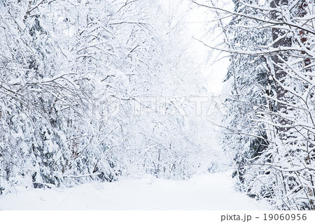 Russian winter forest road in snow Russian winter forest road in snow 19060956