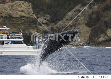 ホエールウォッチングボートの前でブリーチングするザトウクジラ 19061192