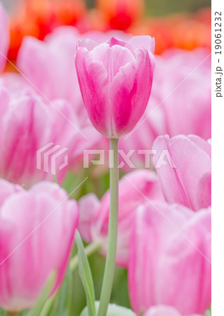 Beautiful pink tulips in the spring time 19061232