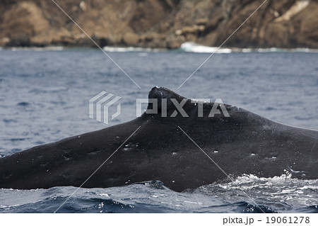 ザトウクジラの背中 19061278