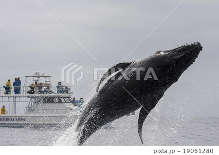 ホエールウォッチングボートの前でブリーチングするザトウクジラ 19061280