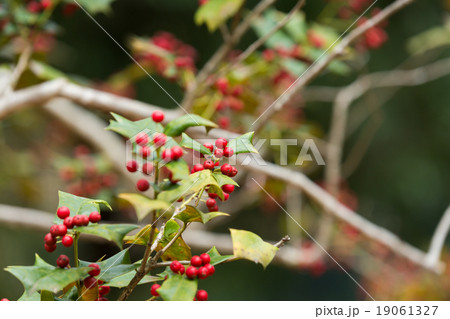 シナヒイラギ シナヒイラギ 19061327