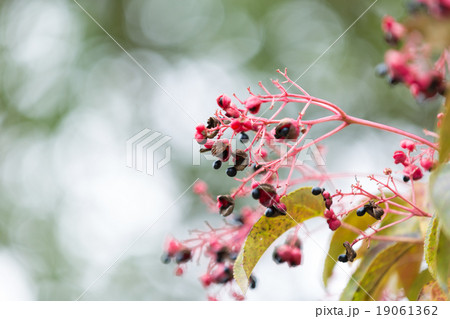 ゴンズイの実 19061362