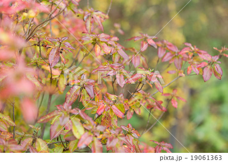 バイカツツジ 19061363