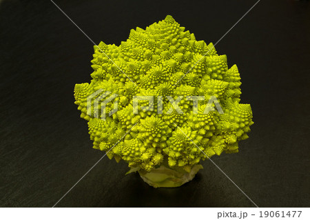 ロマネスコ　ブロッコリー　Romanesque broccoli fractal 19061477