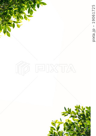 banyan green leaves isolated on white background 19061725