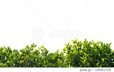 banyan green leaves isolated on white background 19061726