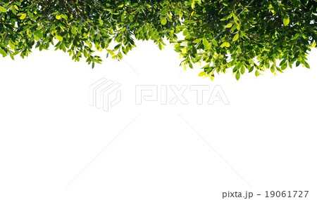 banyan green leaves isolated on white background 19061727