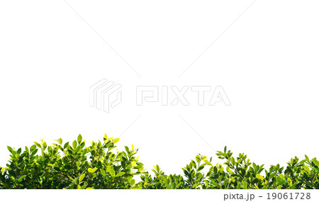 banyan green leaves isolated on white background 19061728