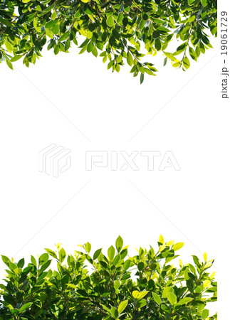 banyan green leaves isolated on white background banyan green leaves isolated on white background 19061729