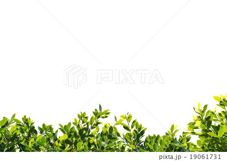 banyan green leaves isolated on white background 19061731