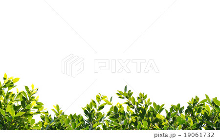 banyan green leaves isolated on white background 19061732