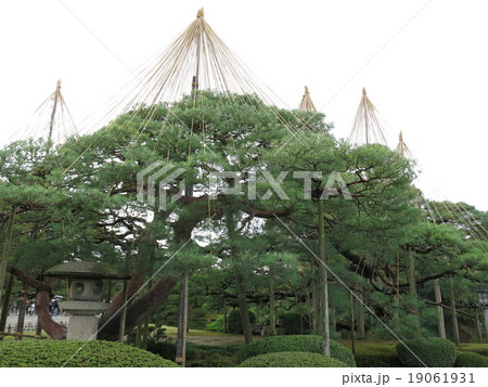 兼六園の唐崎松雪吊り 19061931