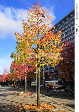 11月都市の風景881カエデ並木の紅葉・新百合ヶ丘駅北口 11月都市の風景881カエデ並木の紅葉・新百合ヶ丘駅北口 19062297