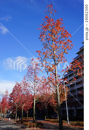11月都市の風景884カエデ並木の紅葉・新百合ヶ丘駅北口 19062300