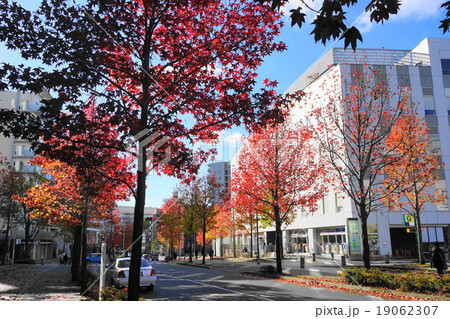 11月都市の風景891カエデ並木の紅葉・新百合ヶ丘駅北口 11月都市の風景891カエデ並木の紅葉・新百合ヶ丘駅北口 19062307