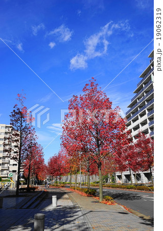 11月都市の風景903モミジバフウ(紅葉葉楓)並木の紅葉・新百合ヶ丘駅北口 19062319
