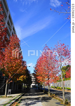 11月都市の風景907モミジバフウ(紅葉葉楓)並木の紅葉・新百合ヶ丘駅北口 19062323