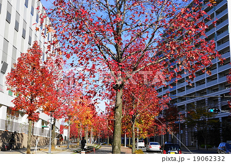 11月都市の風景916カエデ並木の紅葉・新百合ヶ丘駅北口 11月都市の風景916カエデ並木の紅葉・新百合ヶ丘駅北口 19062332