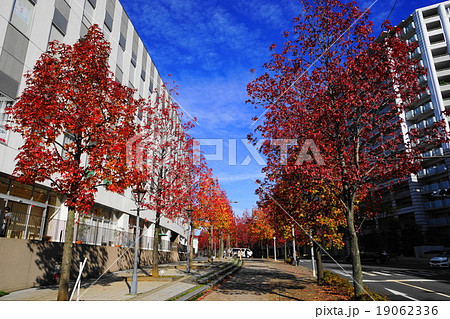 11月都市の風景920カエデ並木の紅葉・新百合ヶ丘駅北口 19062336