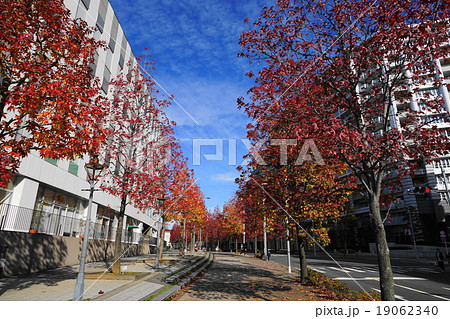 11月都市の風景924カエデ並木の紅葉・新百合ヶ丘駅北口 11月都市の風景924カエデ並木の紅葉・新百合ヶ丘駅北口 19062340