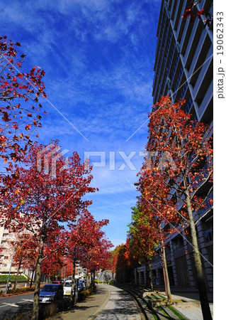 11月都市の風景927カエデ並木の紅葉・新百合ヶ丘駅北口 19062343