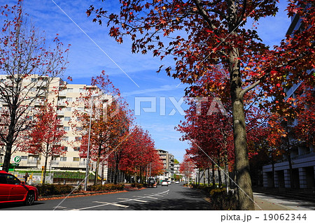 11月都市の風景928カエデ並木の紅葉・新百合ヶ丘駅北口 19062344